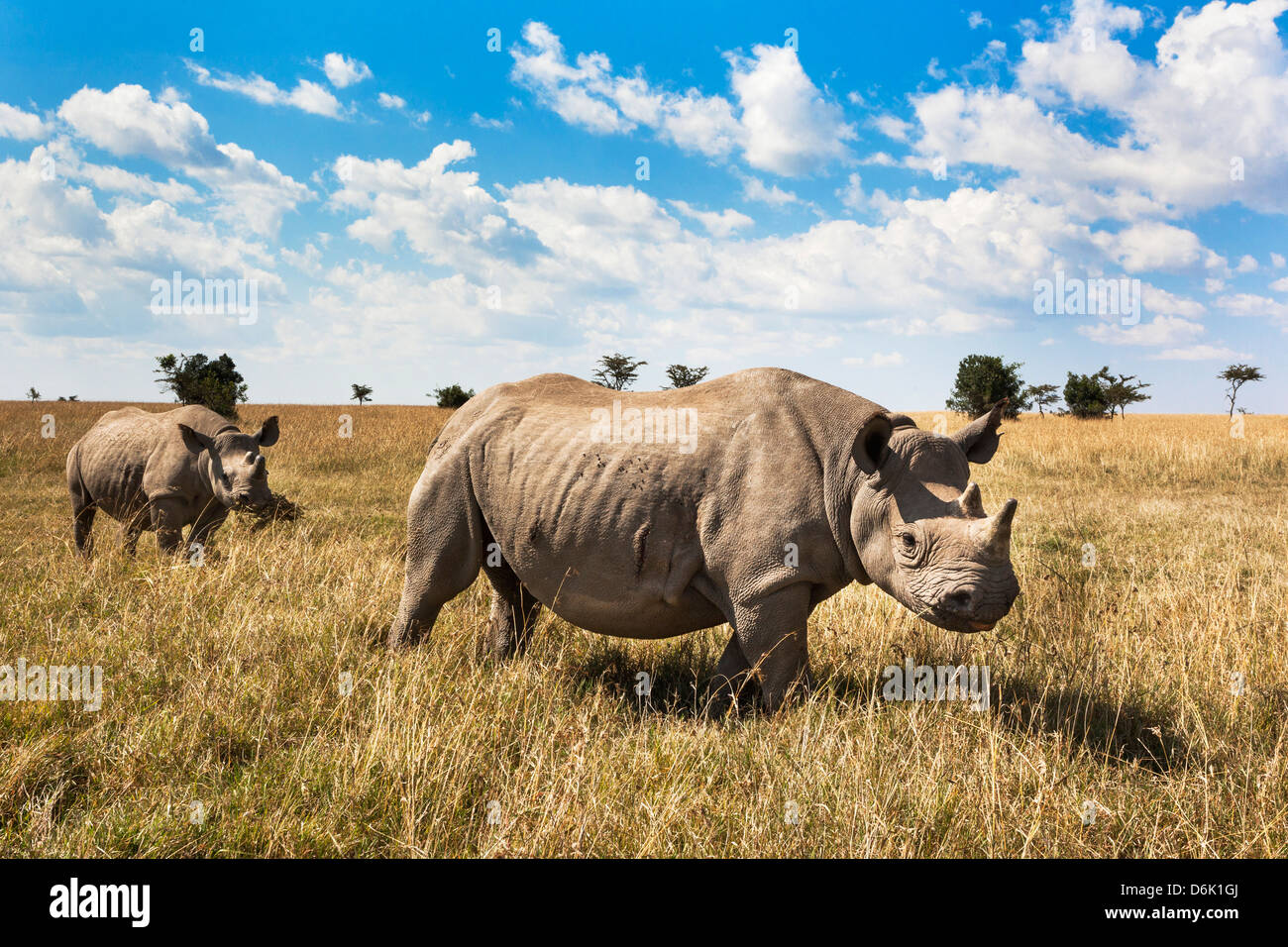Rinocerontes, Ol Pejeta Conservancy, Laikipia, Kenia, África oriental, África Foto de stock