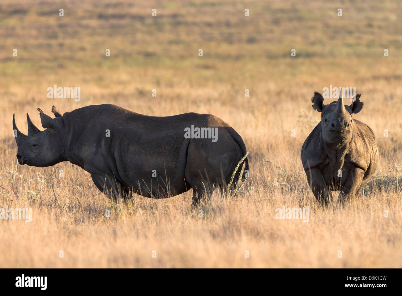 Rinocerontes negros (Diceros bicornis), Lewa Wildlife Conservancy, Laikipia, Kenia, África oriental, África Foto de stock