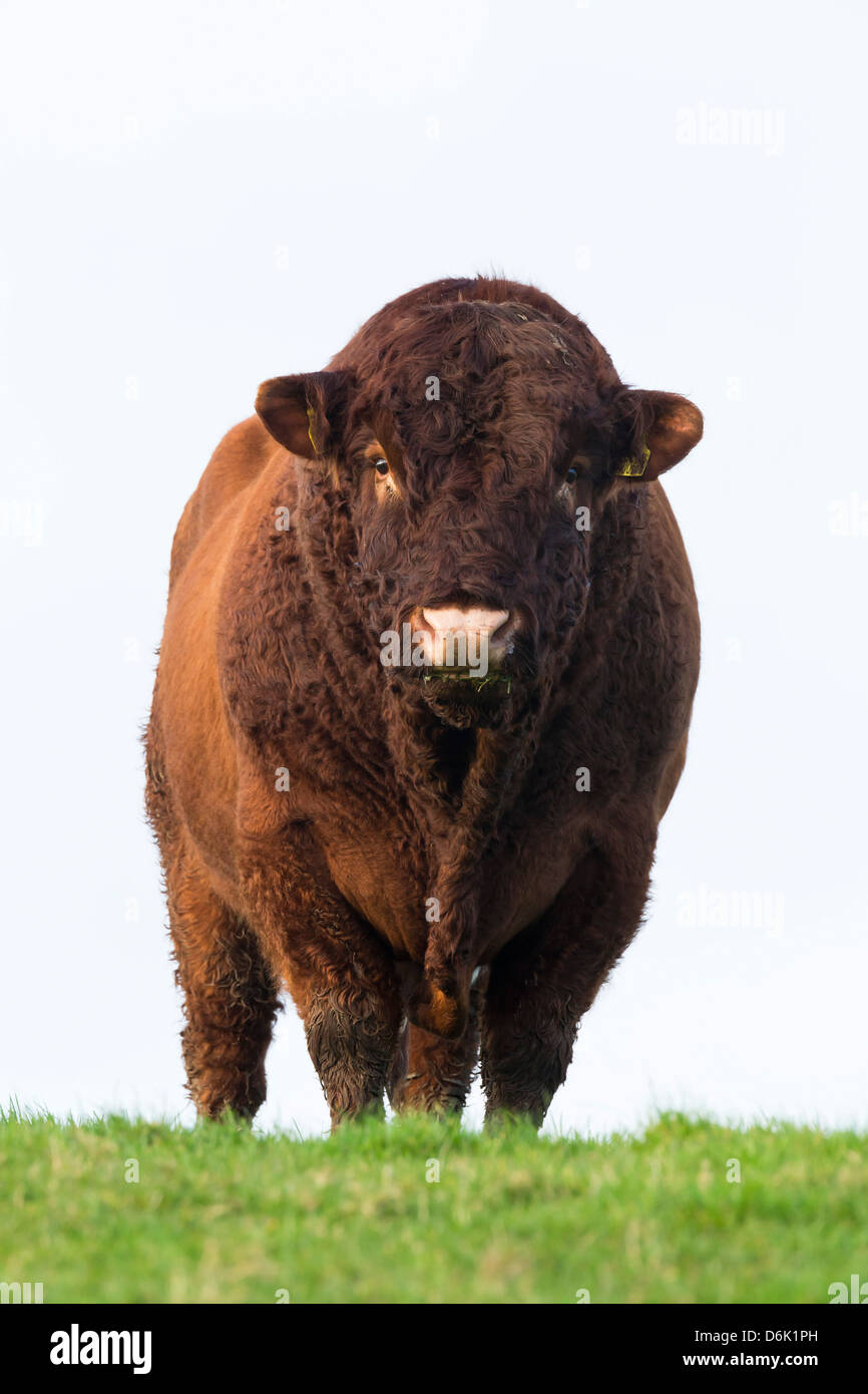 Bull en campo del agricultor, Islay, Escocia, Reino Unido, Europa Foto de stock