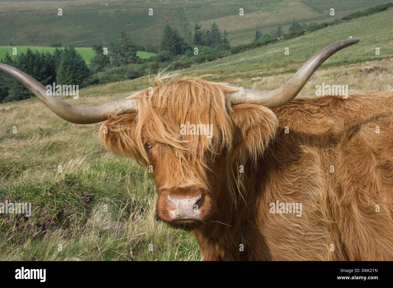 Highland ganado pastando en Dartmoor, Parque Nacional de Dartmoor, Devon, Inglaterra, Reino Unido, Europa Foto de stock