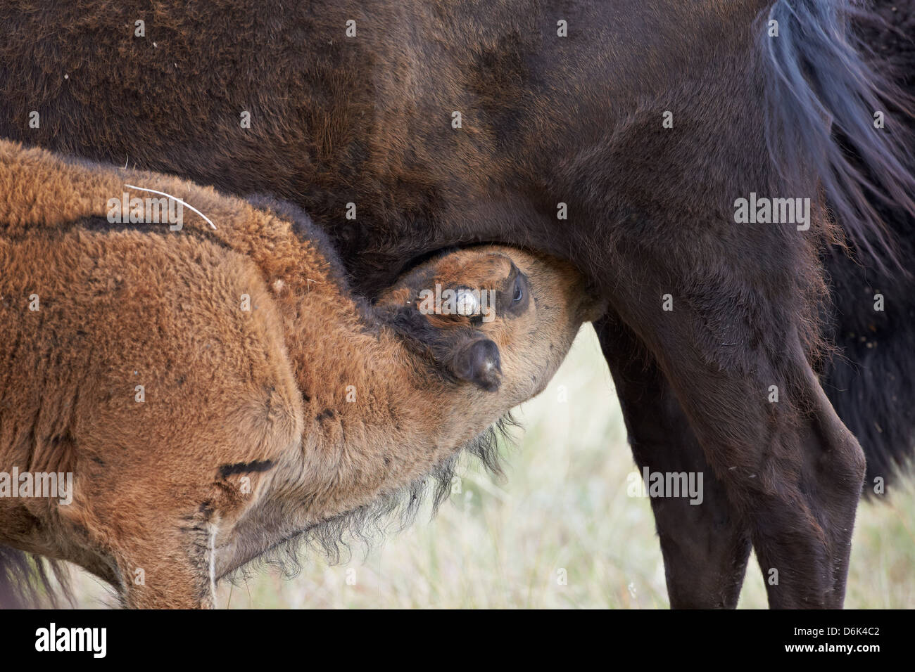 El bisonte (Bison bison) enfermería de ternera, el Parque Estatal Custer, Dakota del Sur, Estados Unidos de América, América del Norte Foto de stock