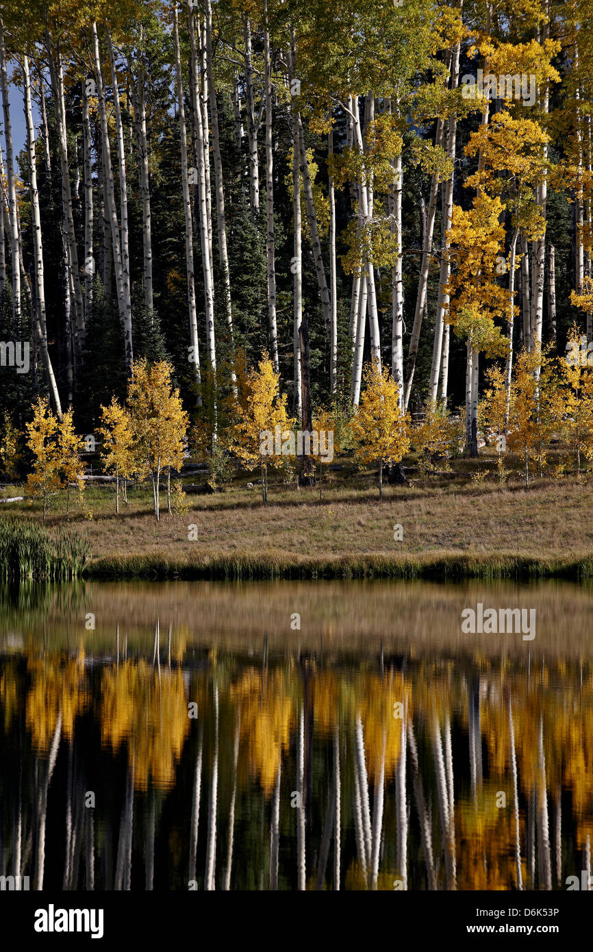 Álamos amarillos entre plantas perennes en el otoño reflejado en un lago, Uncompahgre National Forest, Colorado, EE.UU. Foto de stock