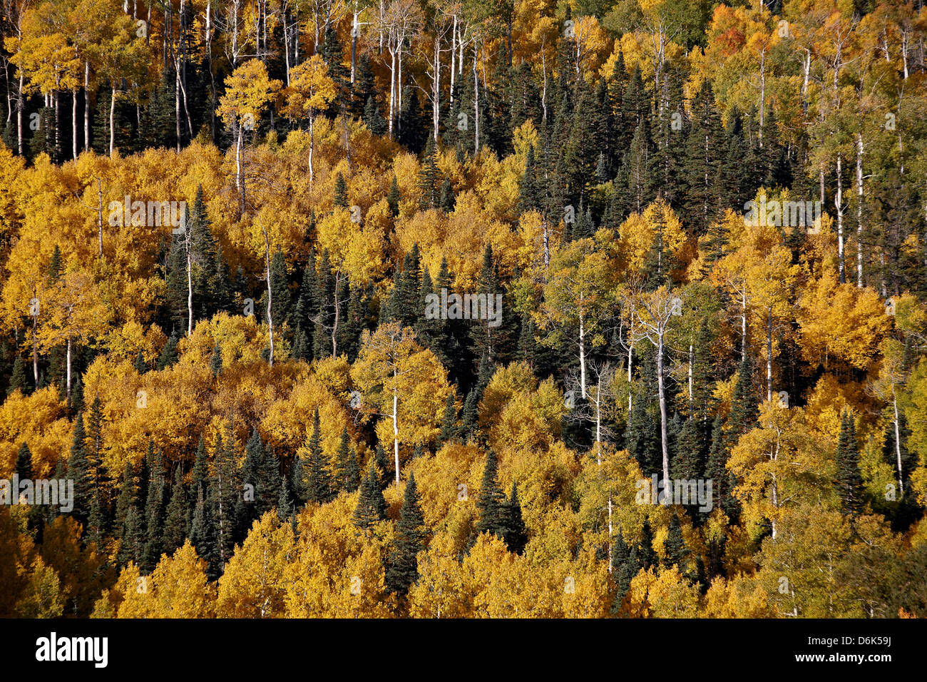 Álamos amarillos entre plantas perennes en el otoño, el Uncompahgre National Forest, Colorado, Estados Unidos de América, América del Norte Foto de stock