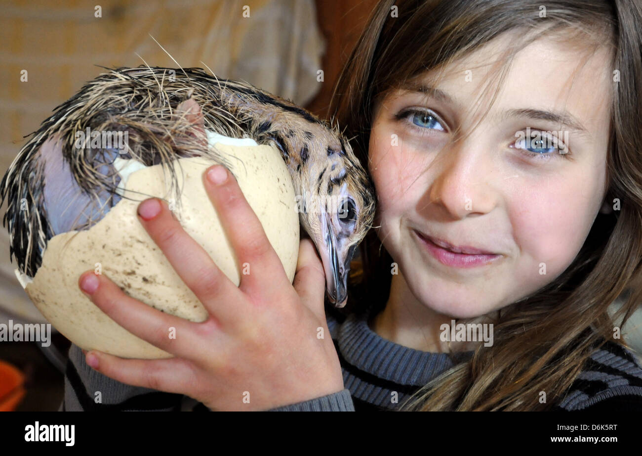 Sina Jeuken Ostereier XXL (9) vom Straußenhof Jeuken en Kevelaer hält ein Straußenei in den Sina Jeuken Ostereier XXL (9) vom Straußenhof Jeuken en Kevelaer hält ein Straußenei in den