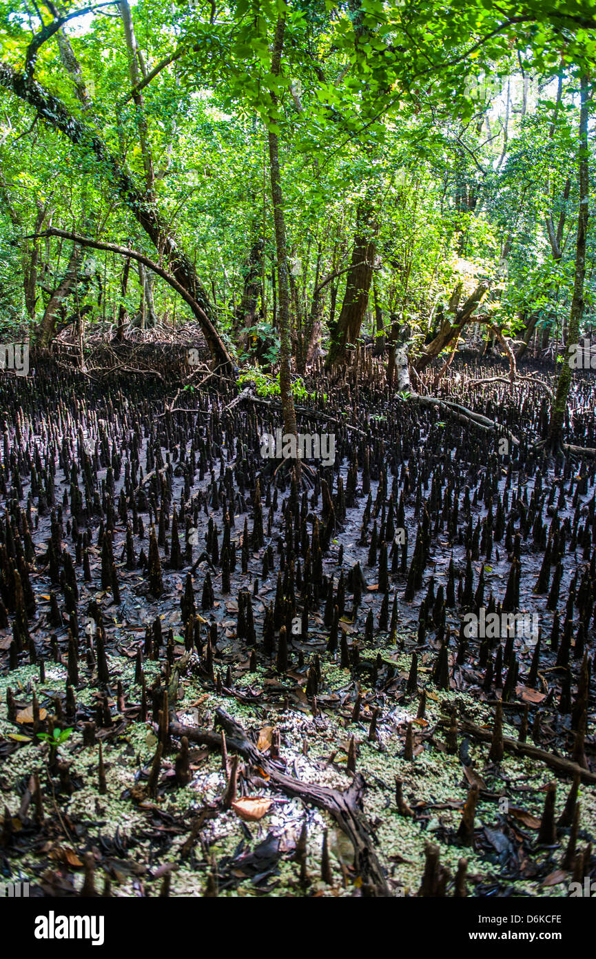 Las raíces del mangle en Carp island, islas rocosas, Palau, Pacífico Central, Pacífico Foto de stock