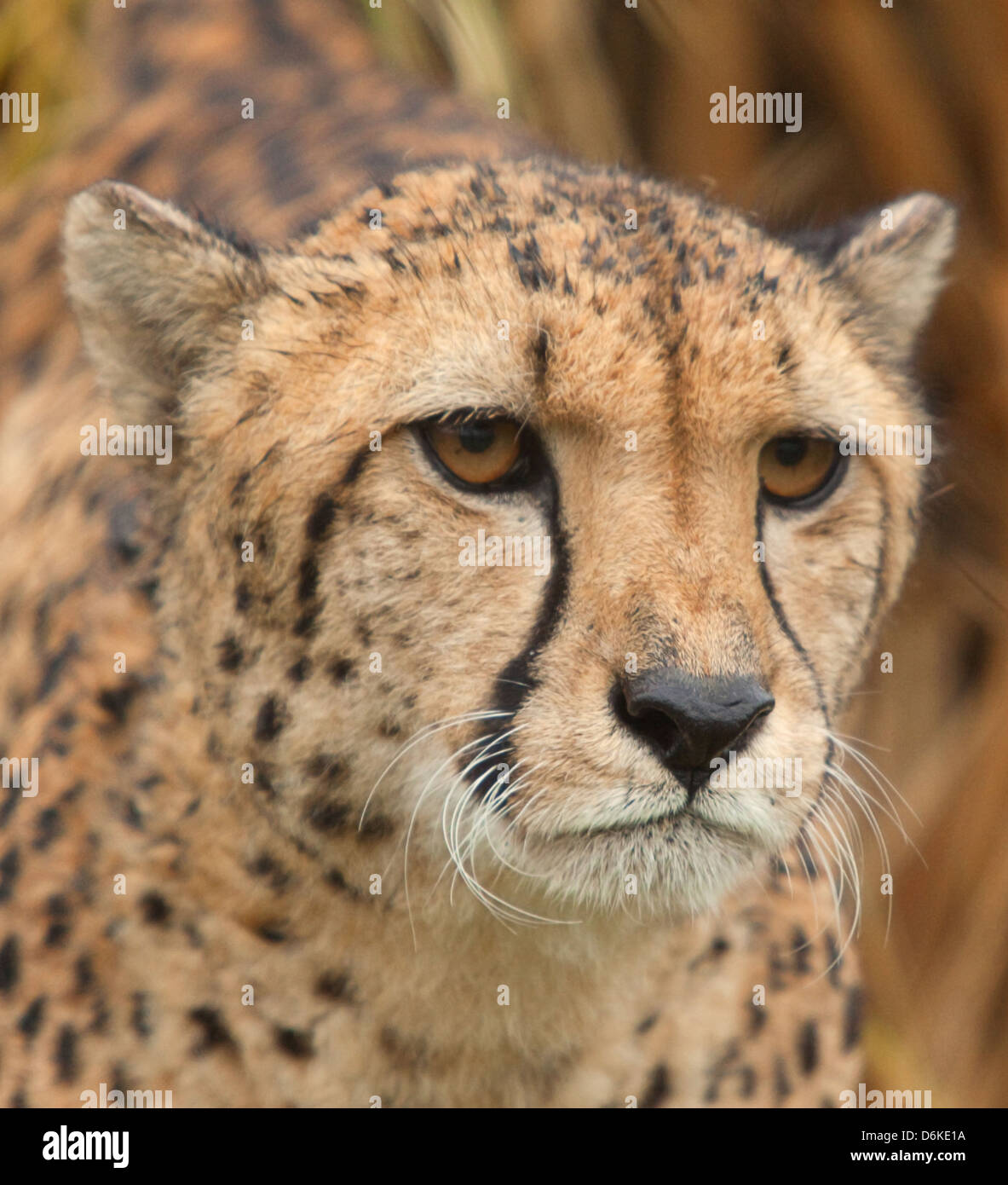 Retrato de una alerta de guepardo macho Foto de stock
