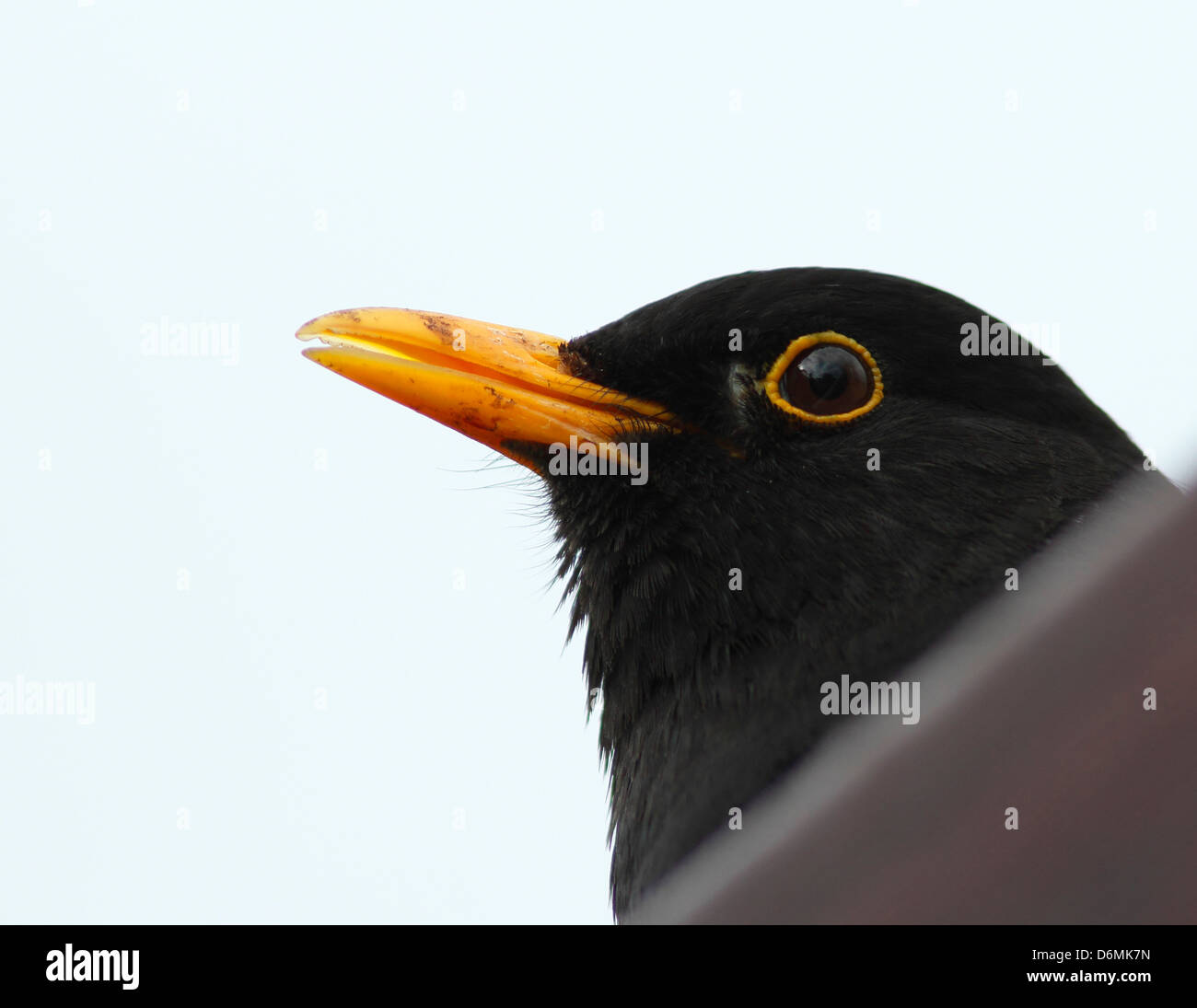Blackbird en el techo jugando peek-a-boo en primavera Foto de stock