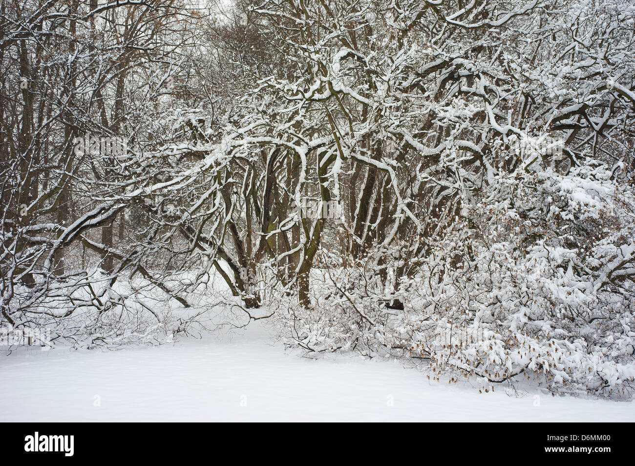 Los arbustos cubiertos de nieve winter wonderland Foto de stock