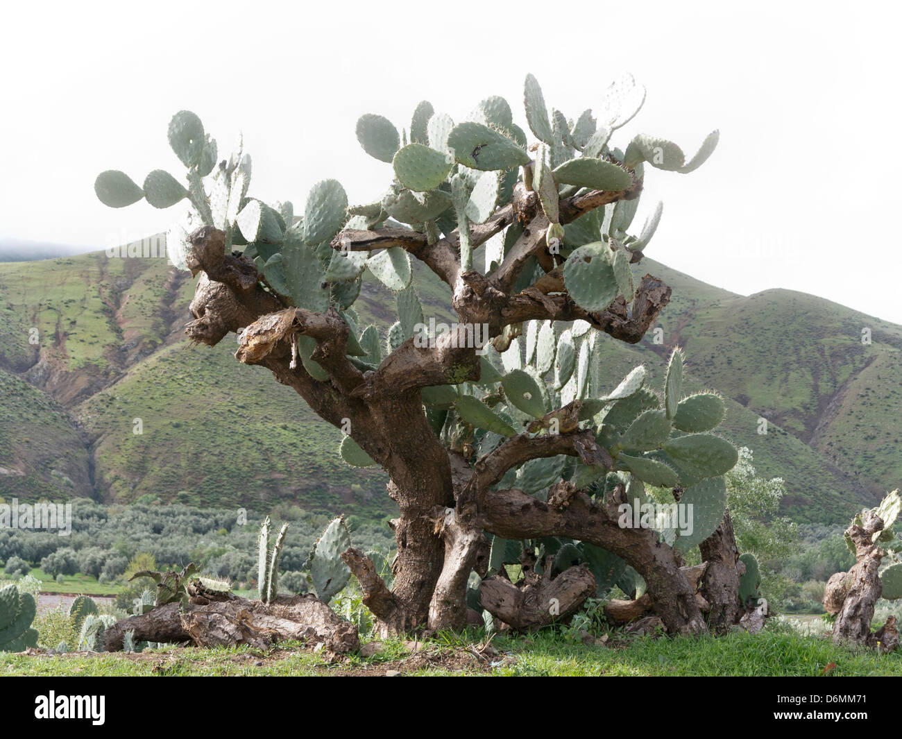 Nopal crece en el sur de Marruecos, Norte de África Foto de stock