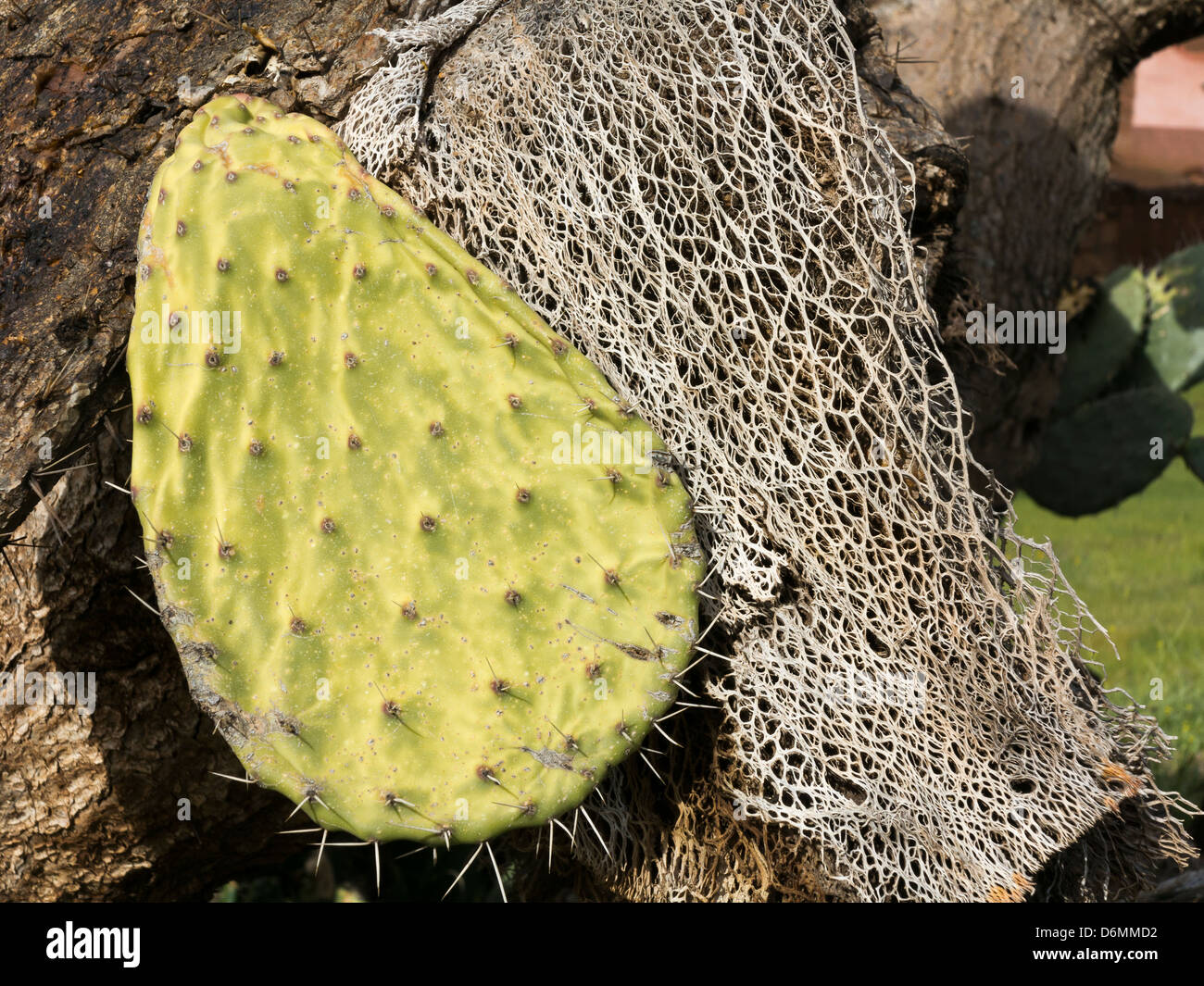Nopal crece en el sur de Marruecos, Norte de África Foto de stock