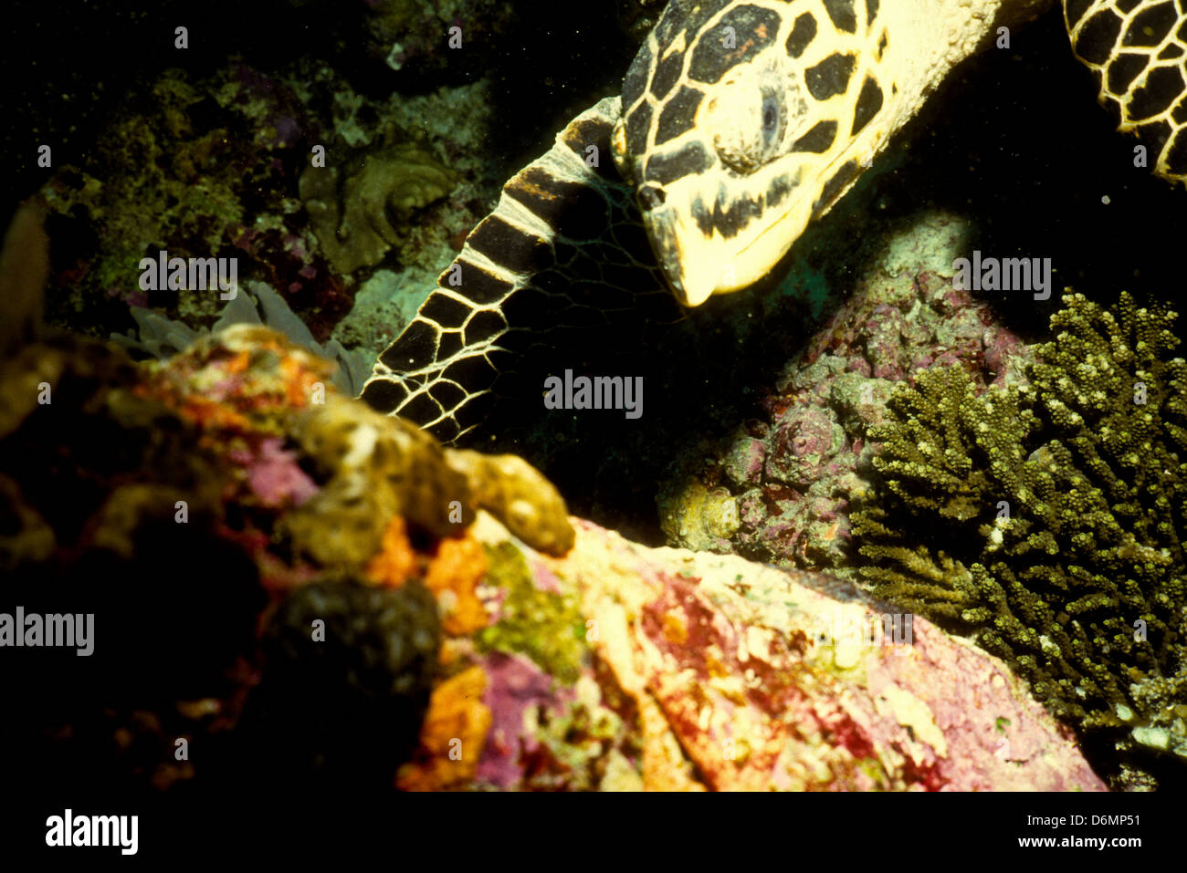 Safari de buceo a lo largo de las Maldivas,Nov 1993 Conversiones de diapositivas digital subacuático,,Las Islas Maldivas, Océano Índico Foto de stock