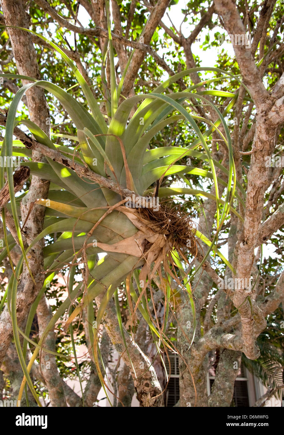 Tillandsia utriculata, planta de aire, bromelias. Epífita vive en un árbol hospedero, utilizando sus raíces al ancla. No requiere de suelos. Foto de stock