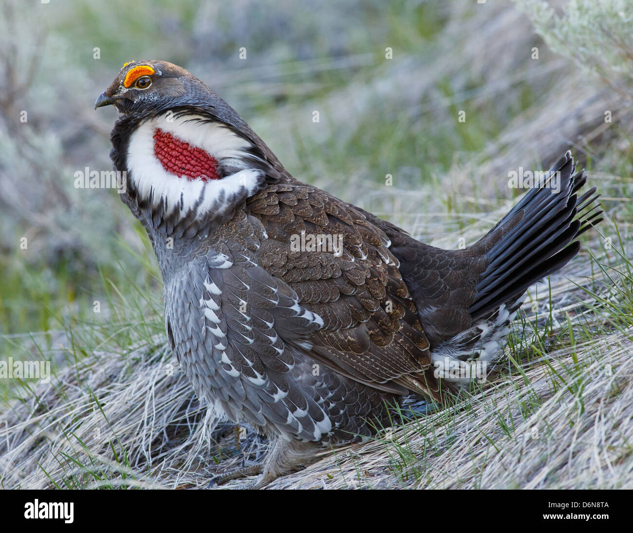 Macho Azul urogallo visualización de colores durante la temporada de  apareamiento, en la ladera de una colina cubierta de césped y la artemisa  Fotografía de stock - Alamy