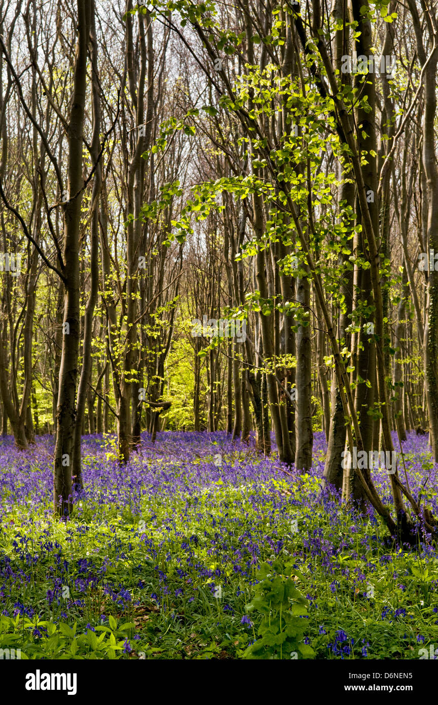 Bluebell woods tomadas cerca de Kingsdown y Sur Wraxall, Somerset, Reino Unido Foto de stock