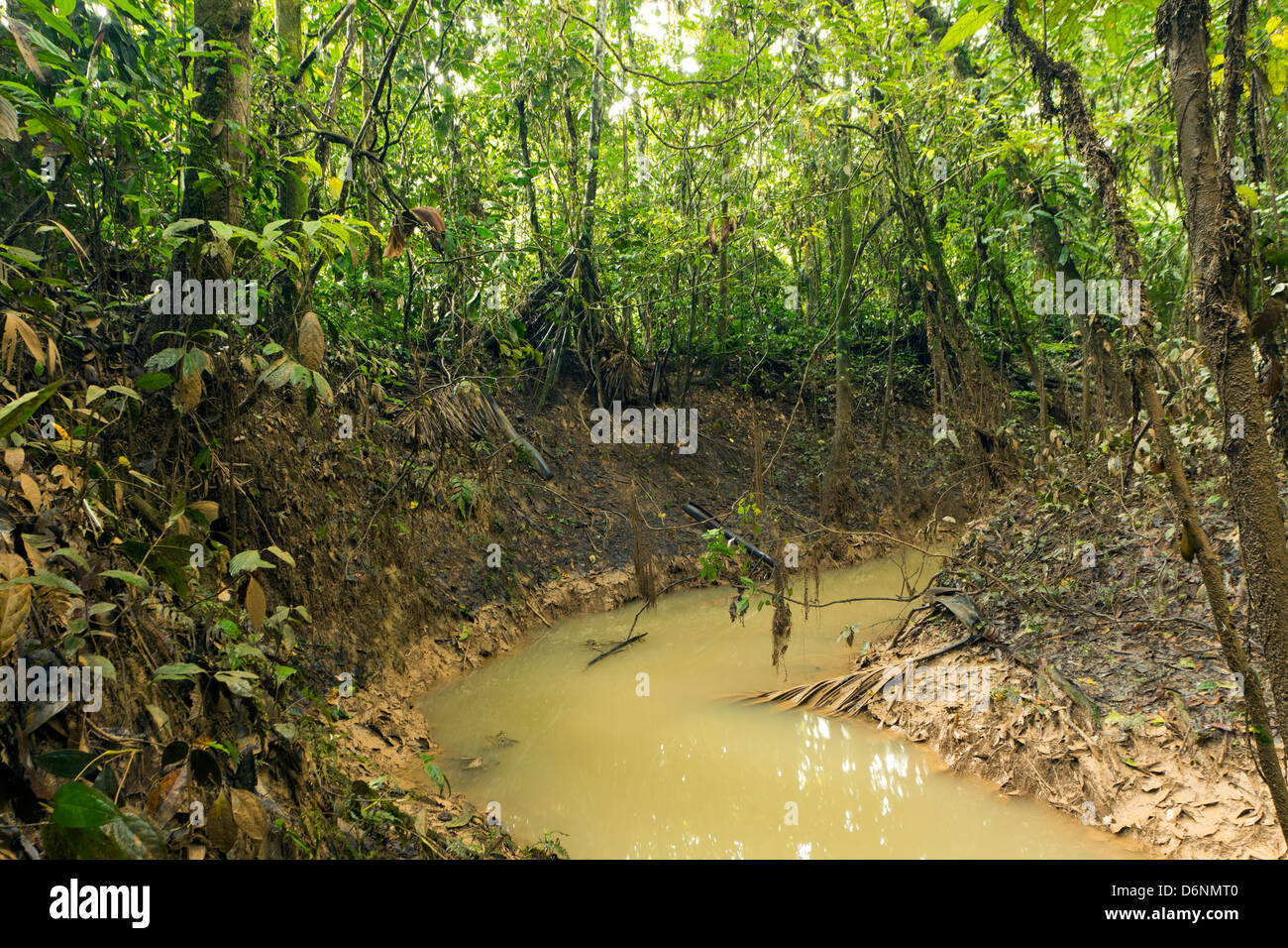 Un arroyo inundado en el bosque tropical lluvioso, Ecuador Foto de stock