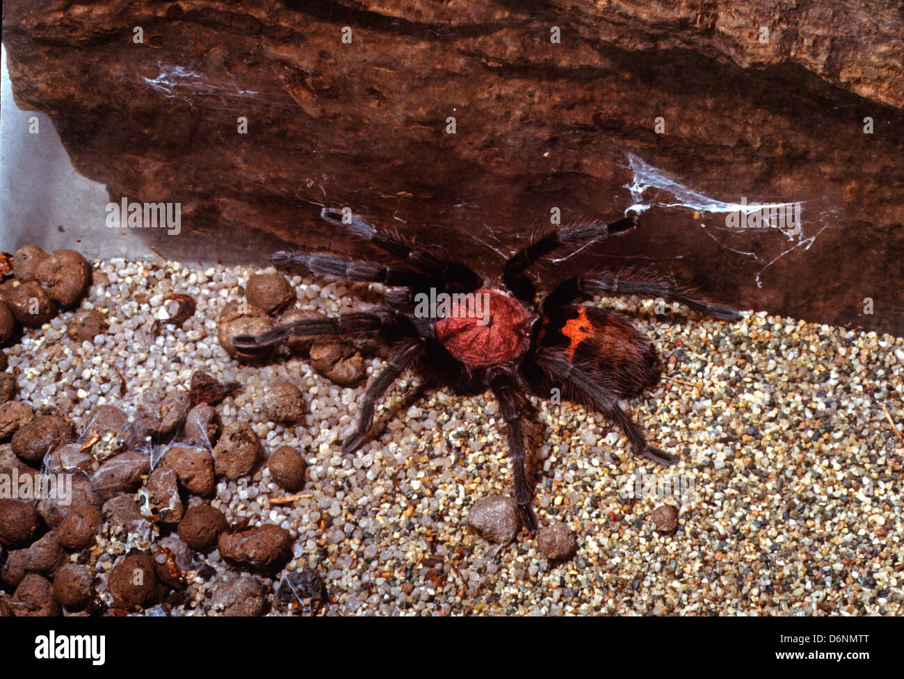 Costa Rica (tigerrump Cyclosternum fasciatum), Theraphosidae Fotografía