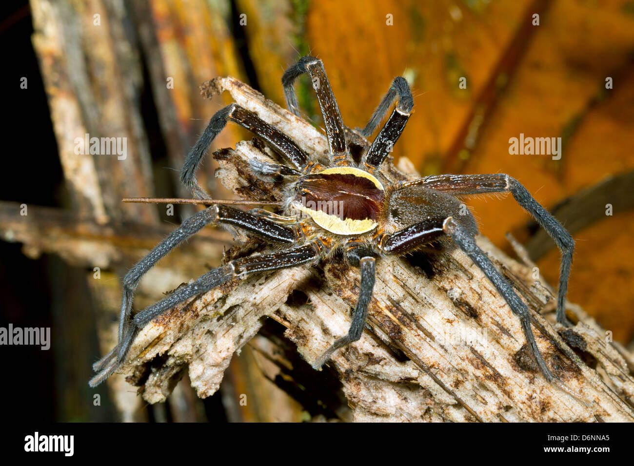 Araña Balsa amazónica (Familia Pisauridae) en la selva, Ecuador. Foto de stock