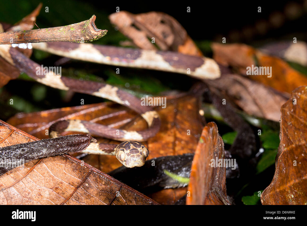 Puntas romas tree snake (Imantodes cenchoa) arrastrándose a través de la vegetación del sotobosque, Ecuador Foto de stock