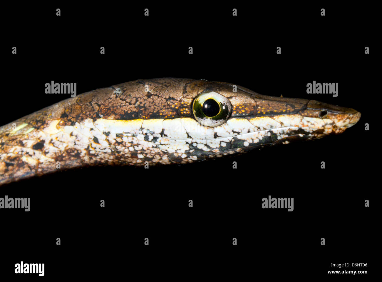 Brown Vid Snake (Oxybelis aeneus) Foto de stock