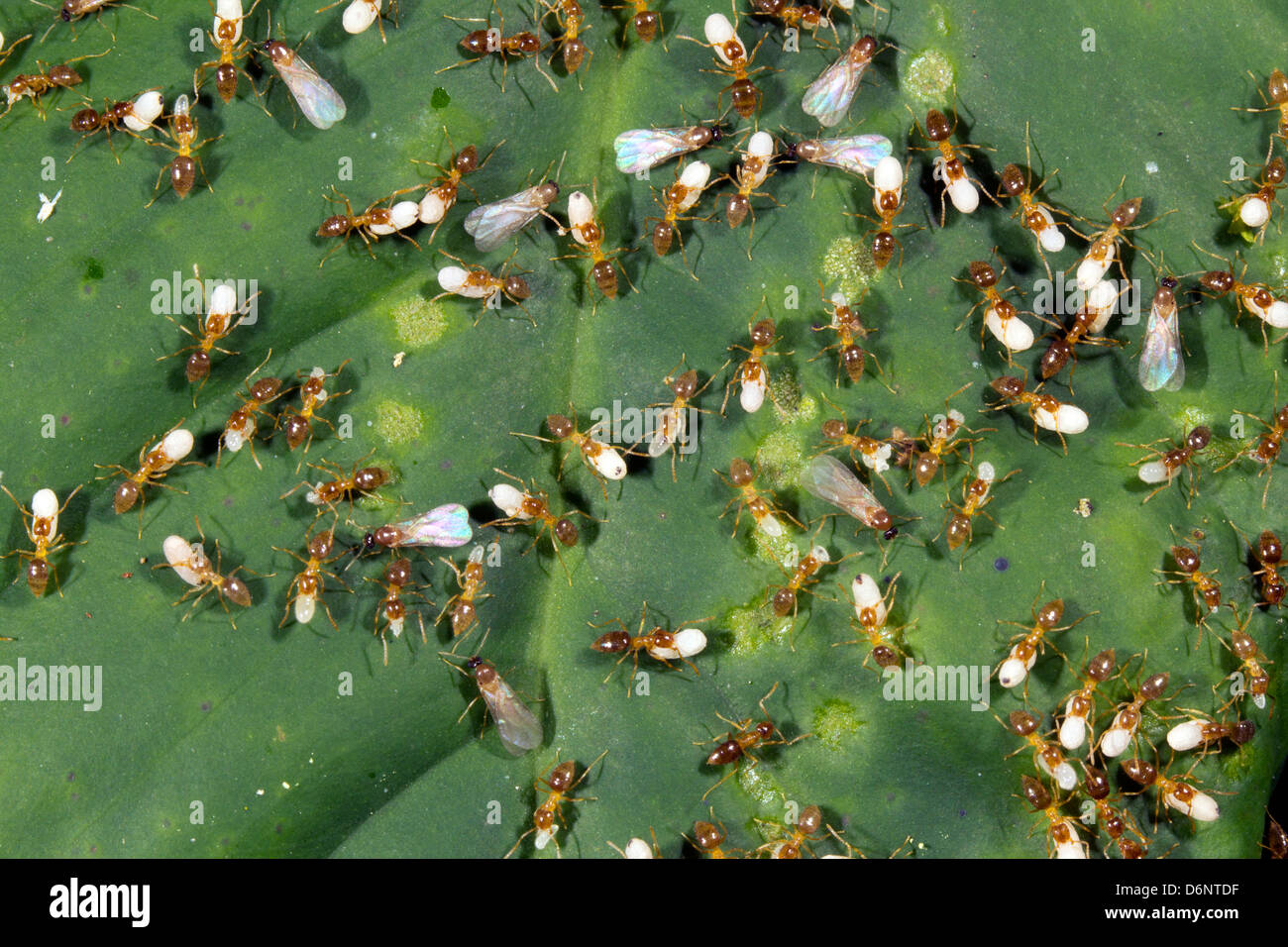 Enjambre de hormigas voladoras y trabajadores que llevan las larvas, Ecuador Foto de stock