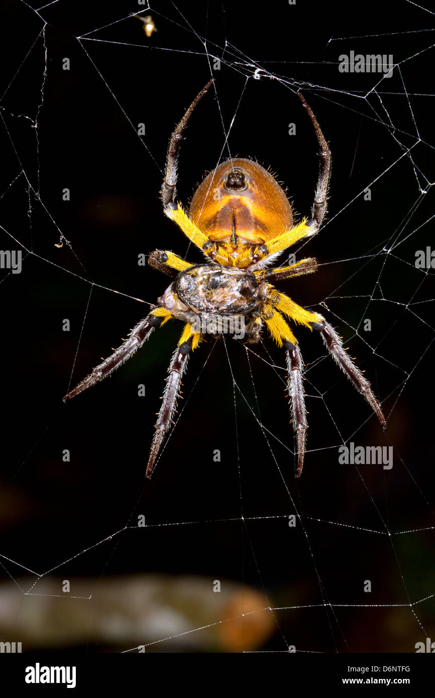 Orb amazónico-web spider comiendo una presa tema en la noche, Ecuador Foto de stock