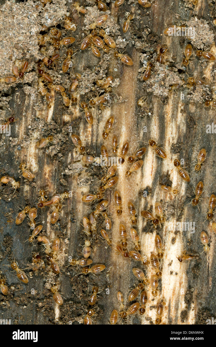 Las termitas en un tablón de madera Foto de stock