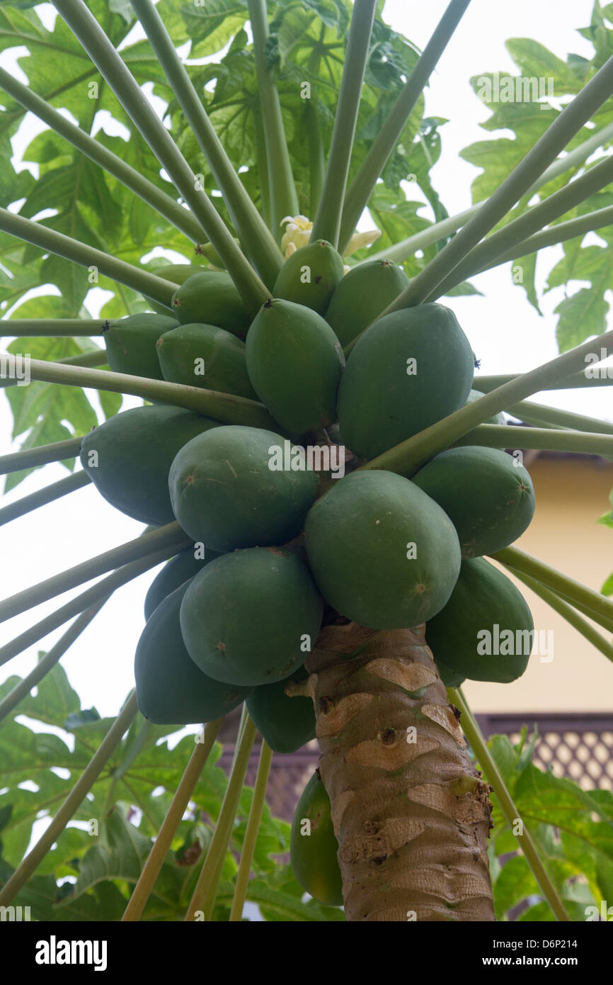 En el árbol de papaya... Foto de stock