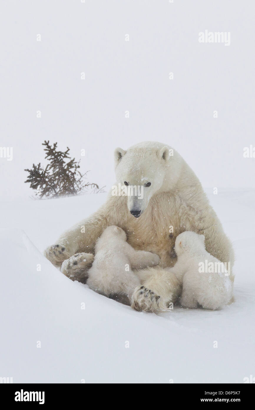 El oso polar (Ursus maritimus) y sus crías, Parque Nacional Wapusk, Churchill, la Bahía de Hudson, Manitoba, Canadá, América del Norte Foto de stock