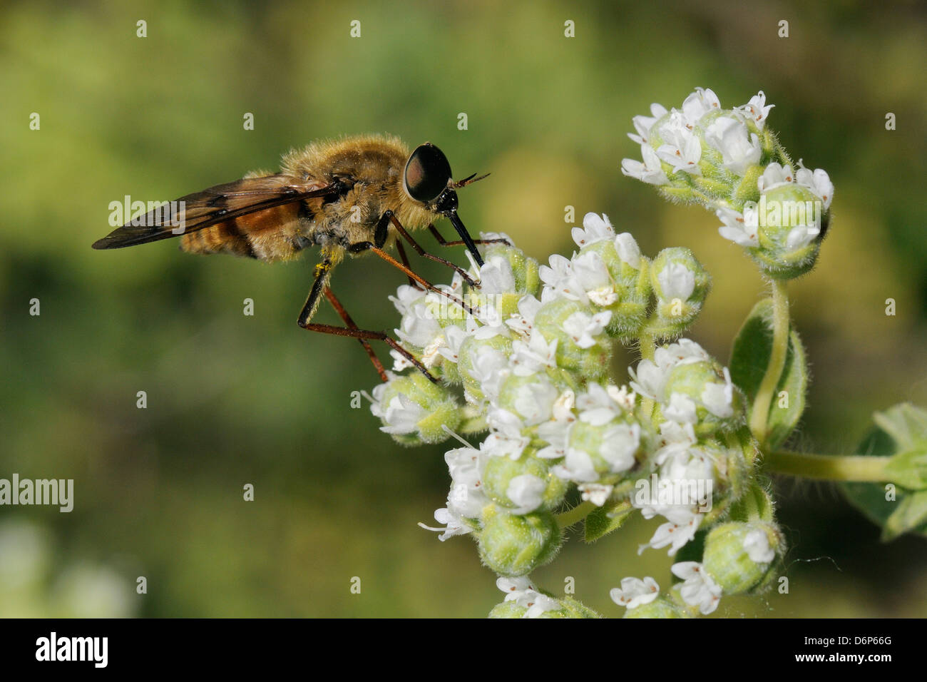 Caballo volar (Pangonius pyritosus) forrajeando para el néctar de orégano (Origanum onites cretense) flores, Lesbos (Lesbos), Grecia, Europa Foto de stock