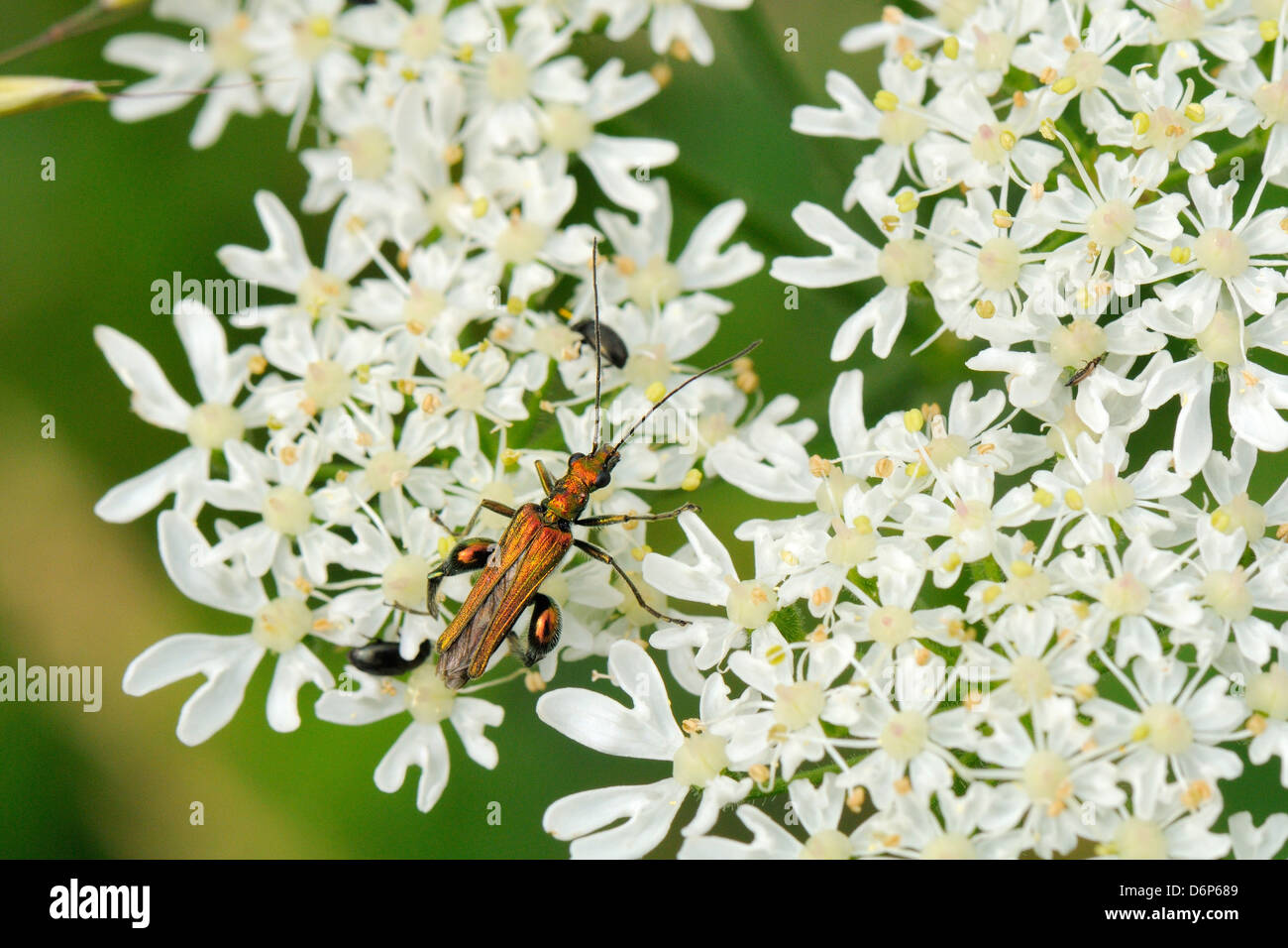 Macho patas gruesas flor escarabajo (Oedemera nobilis) forrajeando en común flores hogweed, Wiltshire, Inglaterra, Reino Unido. Foto de stock