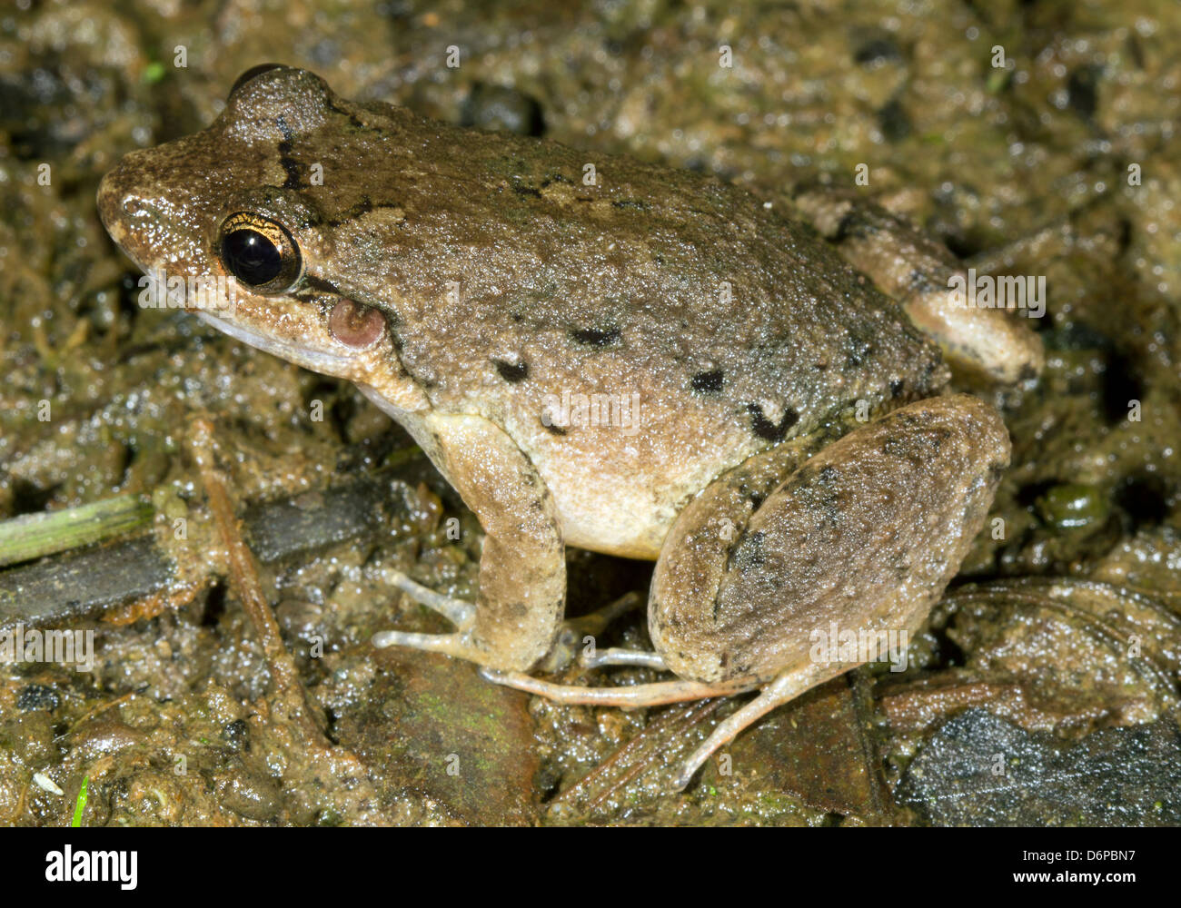 Selva enano sapo (Leptodactylus wagneri), Ecuador Foto de stock