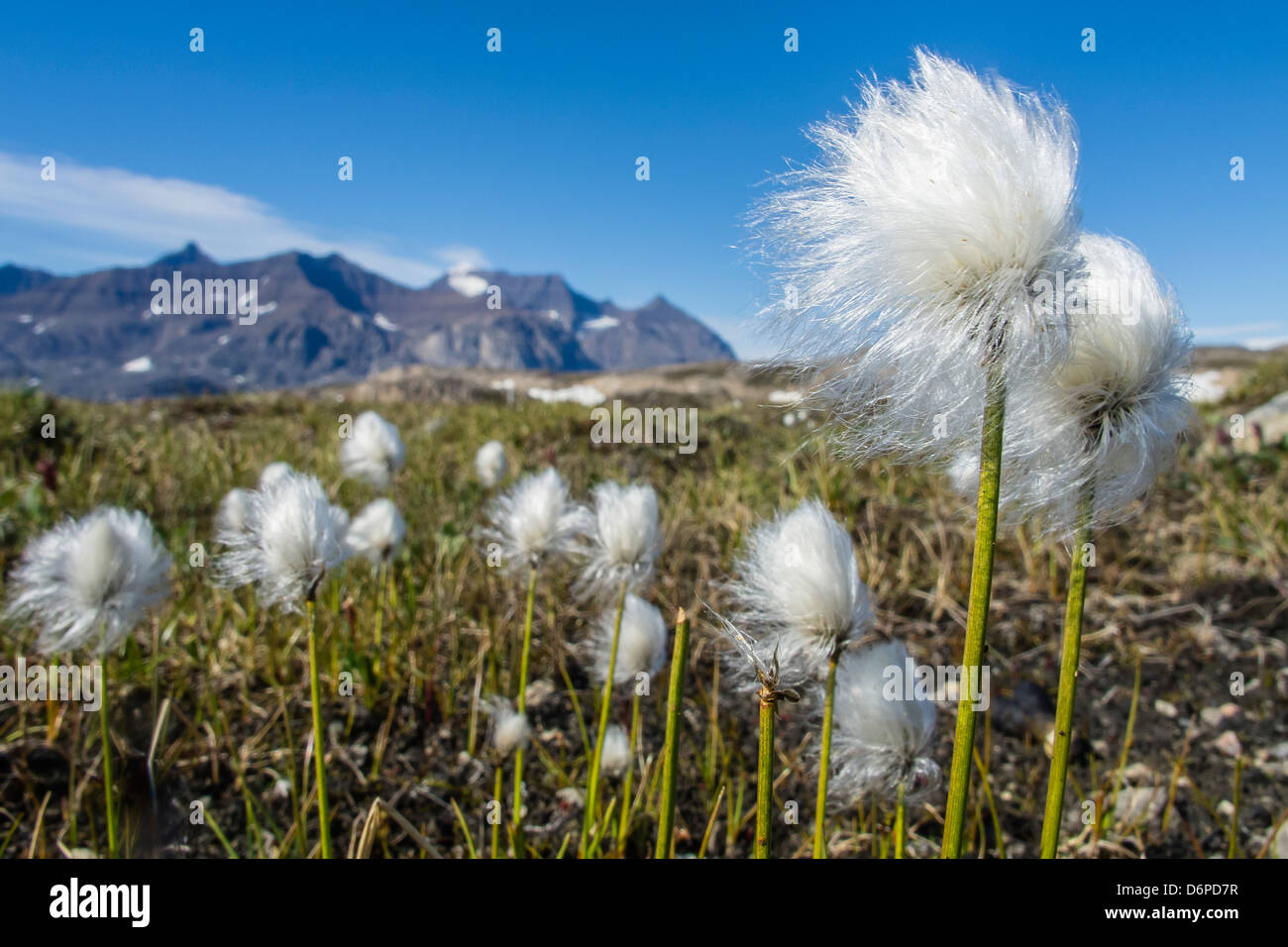 Callitrix fotografías e imágenes de alta resolución - Alamy