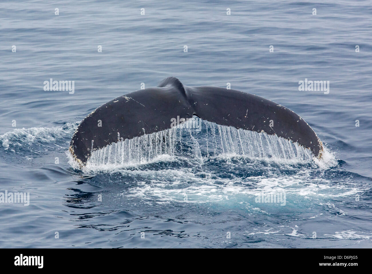Adultos La ballena jorobada (Megaptera novaeangliae), Sorkapp, el archipiélago de Svalbard, Noruega, Escandinavia, Europa Foto de stock