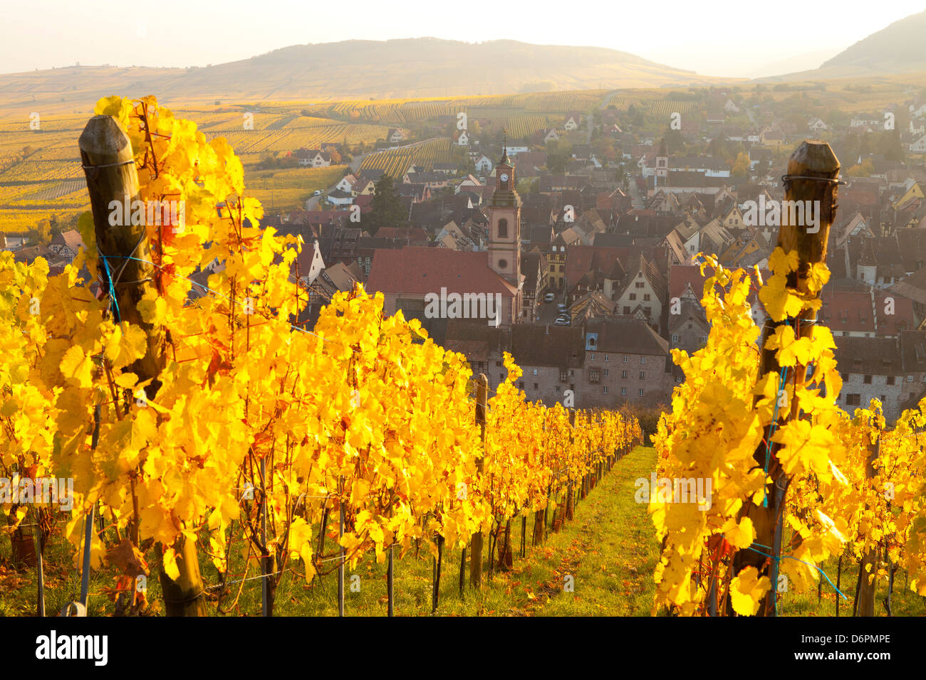 Vista de Riquewhir y viñedos en otoño, Riquewihr, Alsacia, Francia, Europa Foto de stock