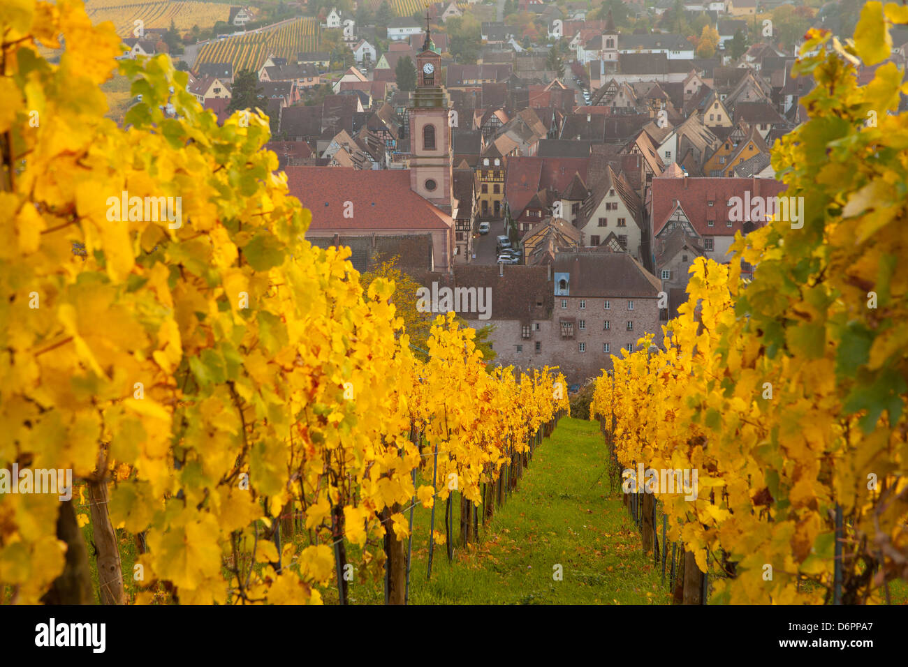Vista de Riquewhir y viñedos en otoño, Riquewihr, Alsacia, Francia, Europa Foto de stock
