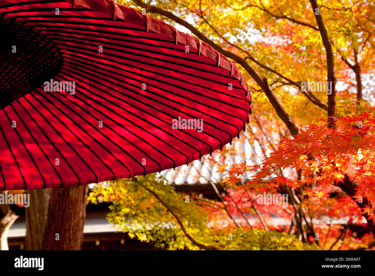 El sol cae sobre un papel rojo paraguas en un jardín de té del Pabellón de  Oro. Rojos y amarillos del otoño predominan los árboles Fotografía de stock  - Alamy