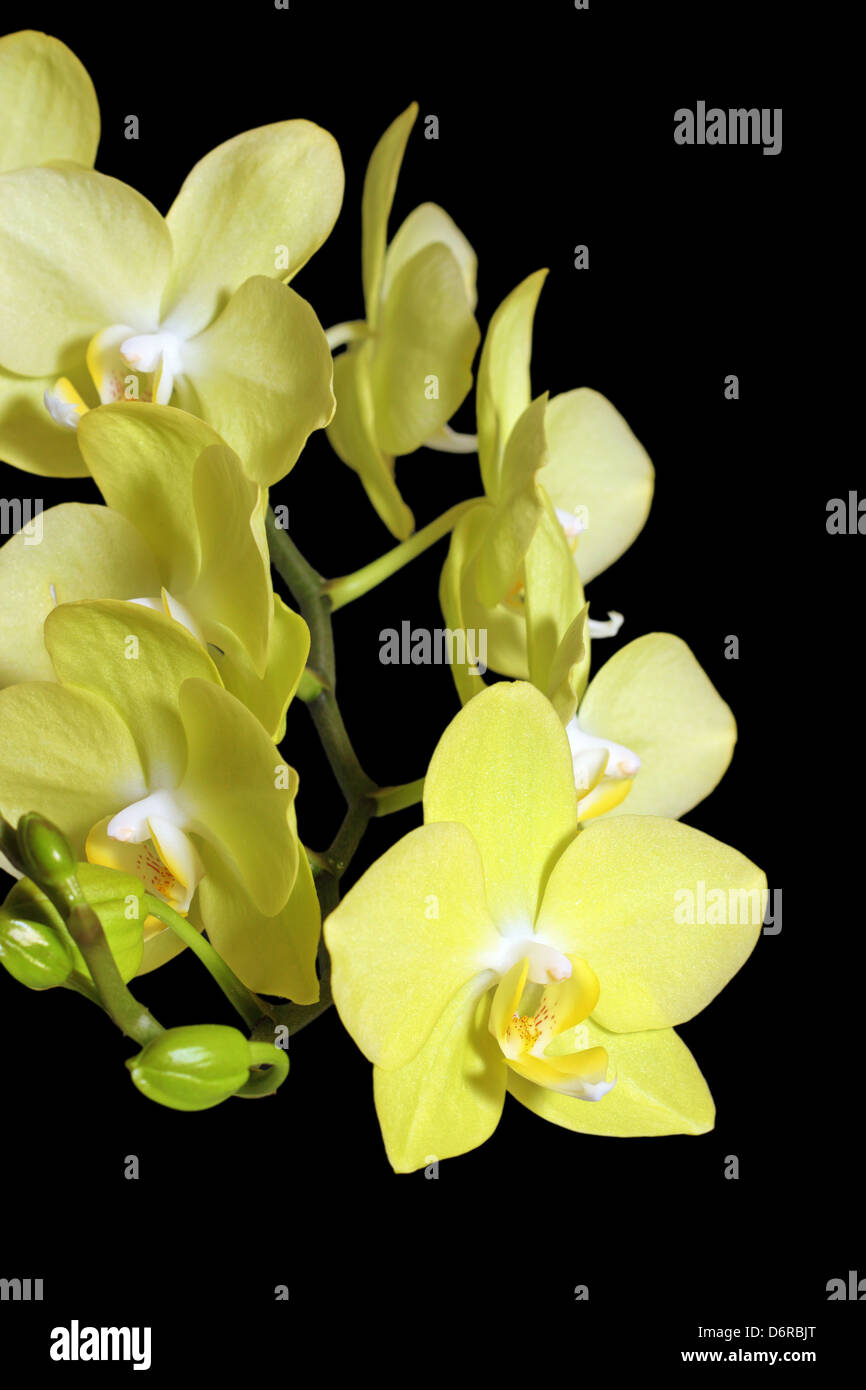Orquídea amarilla sobre fondo oscuro Foto de stock