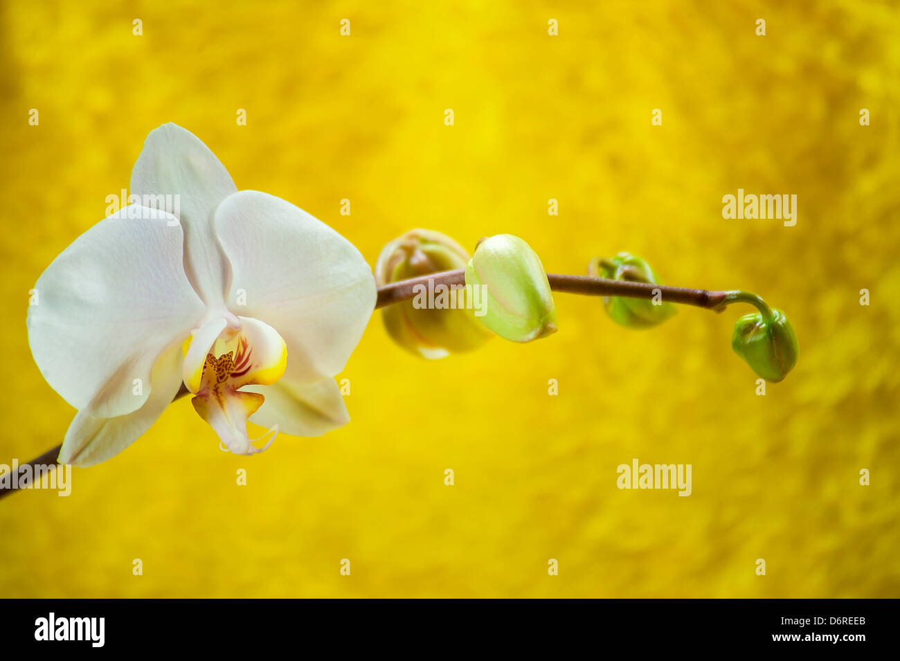 White Orchid contra un fondo de color amarillo Foto de stock