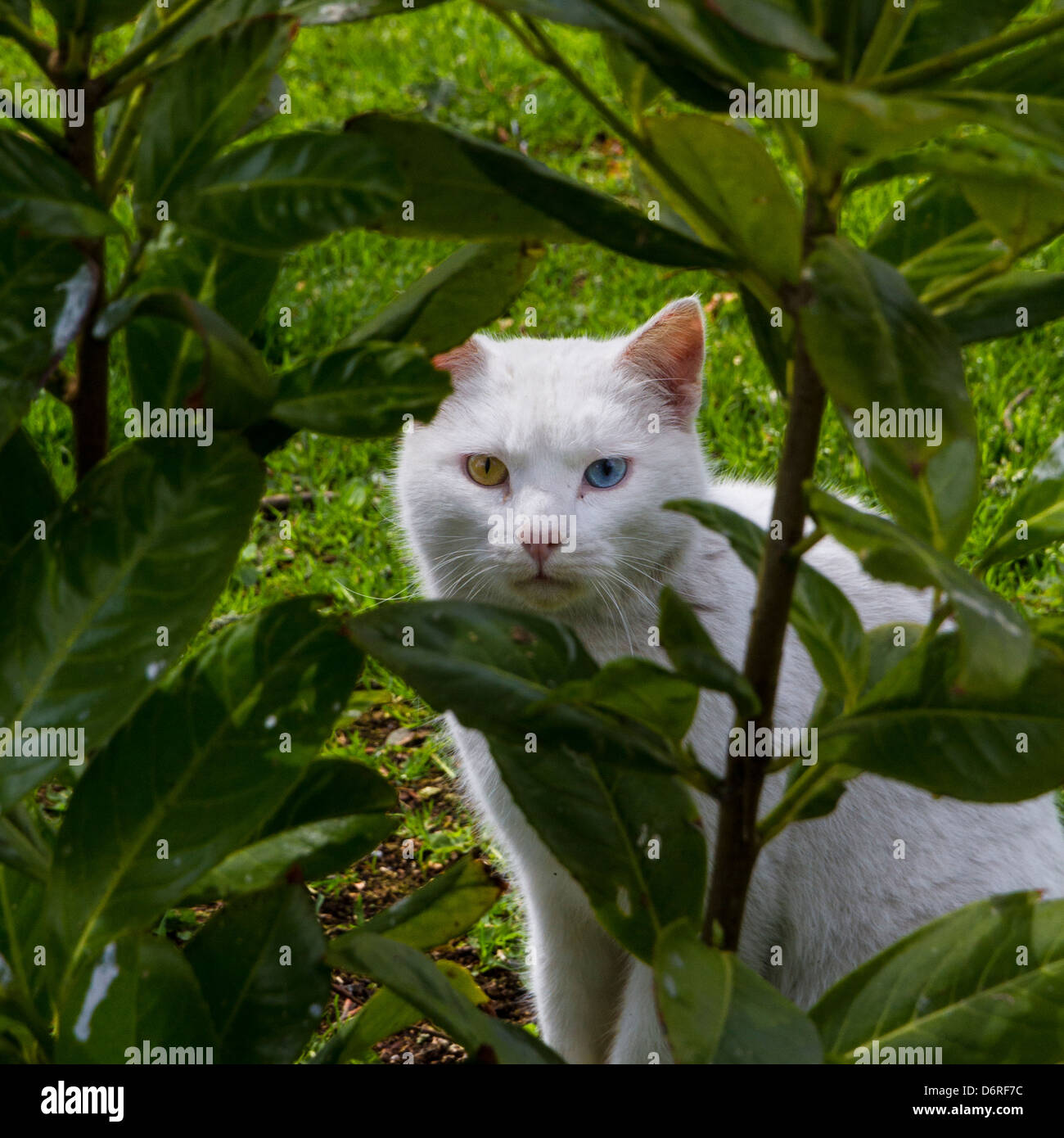 Gato Blanco con un ojo azul y un ojo marrón Foto de stock