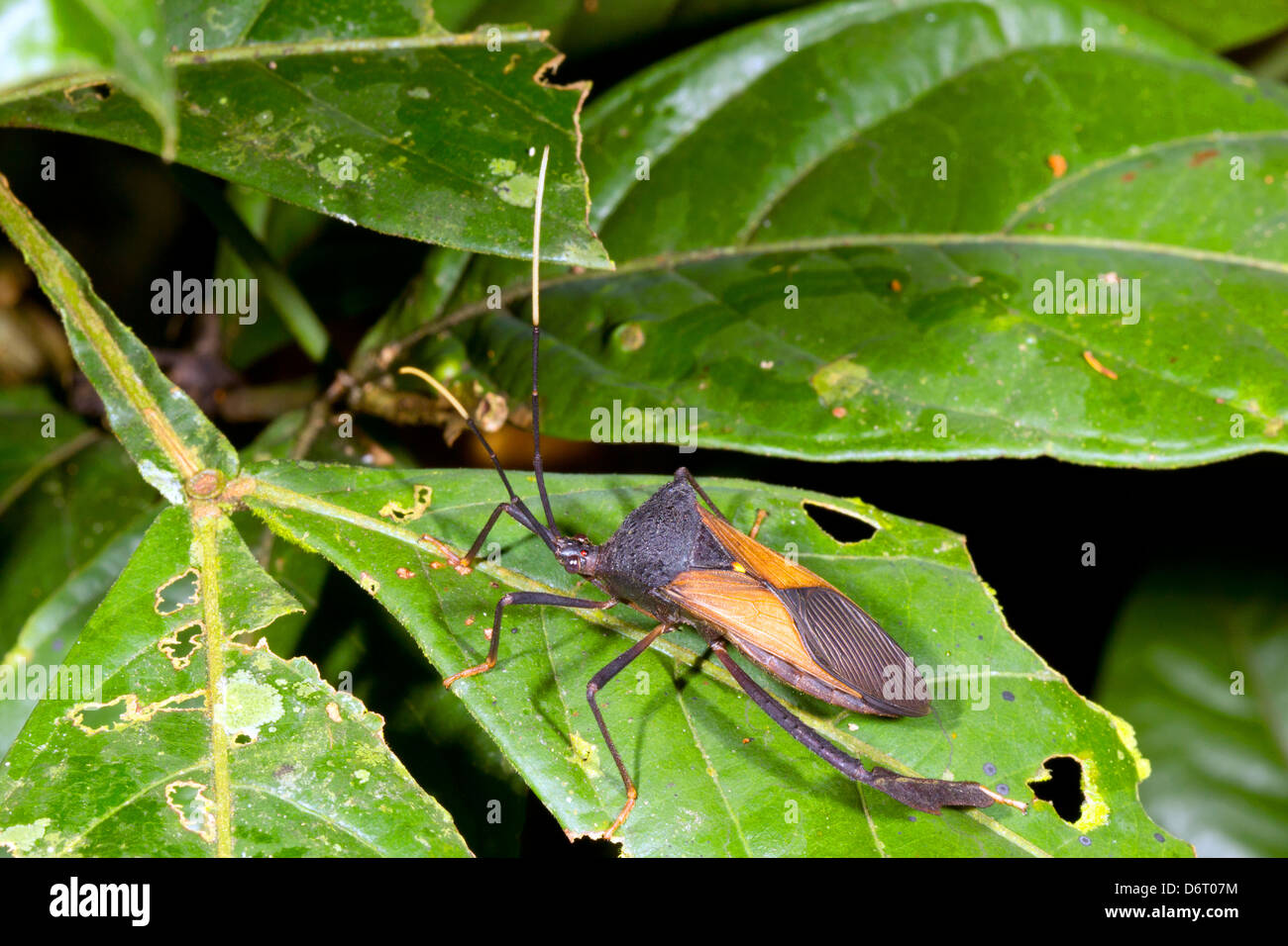 Leaf footed bug (Hemiptera) en un árbol de la selva en Ecuador Foto de stock