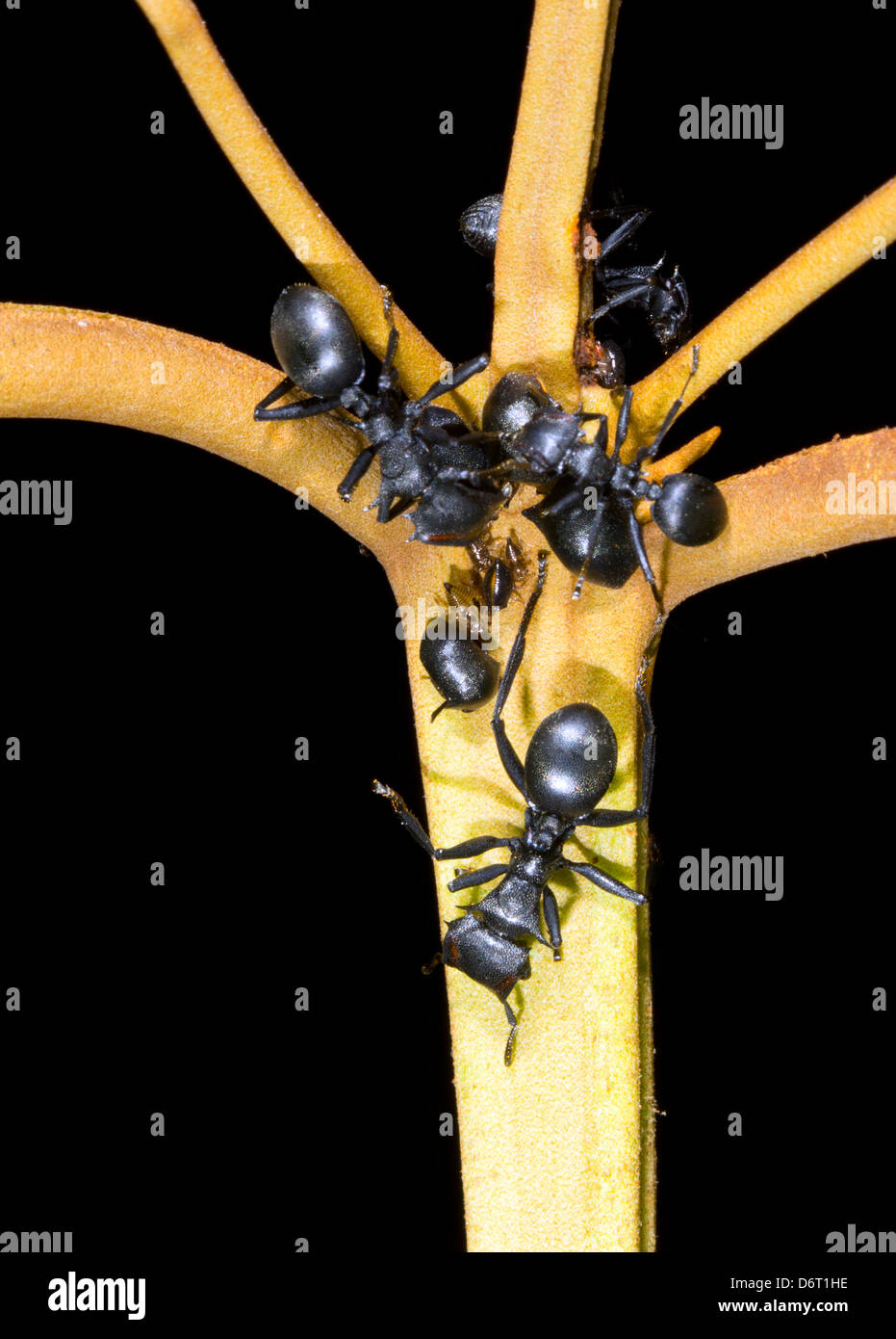 Tortuga (hormigas Cephalotes sp.) Recolección de hojas honeydew tolvas en el sotobosque de la selva, Ecuador Foto de stock
