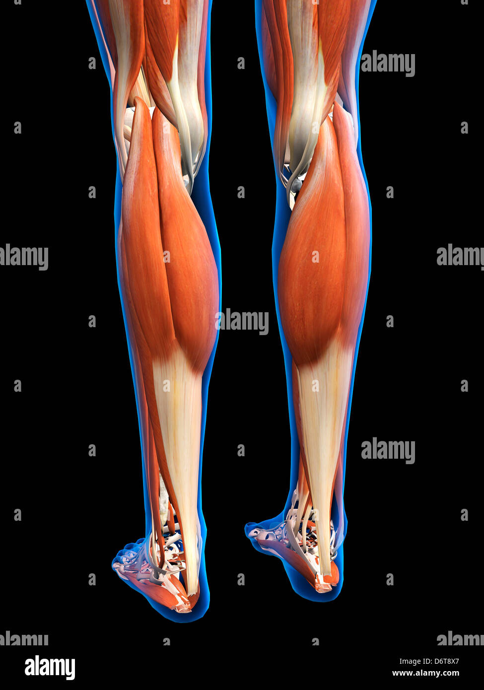 3d anatomia mujer musculos fotografías e imágenes de alta resolución
