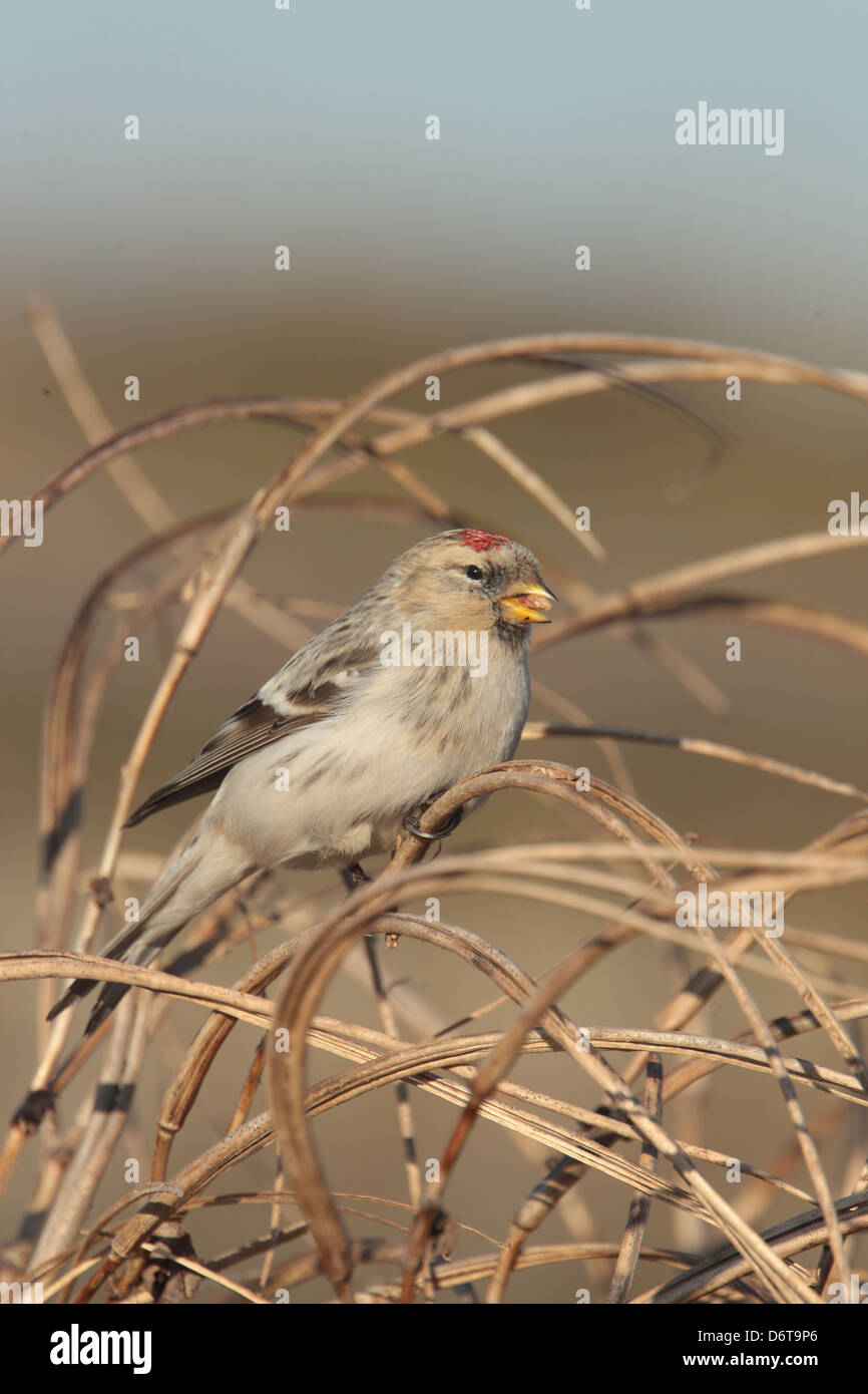 El Arctic Hornemann Redpoll Carduelis hornemanni inmaduros hornemanni primer Plumaje de invierno alimentar las vainas en la playa Aldeburgh Foto de stock