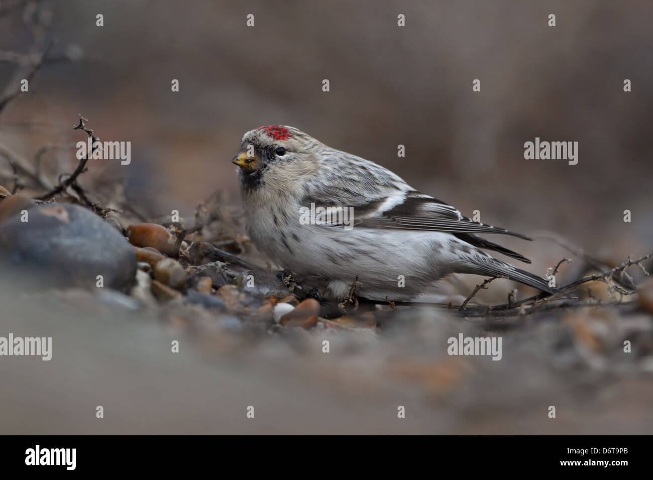 El Arctic Hornemann Redpoll Carduelis hornemanni inmaduros hornemanni primer Plumaje de invierno alimentándose de playa Aldeburgh Suffolk Foto de stock