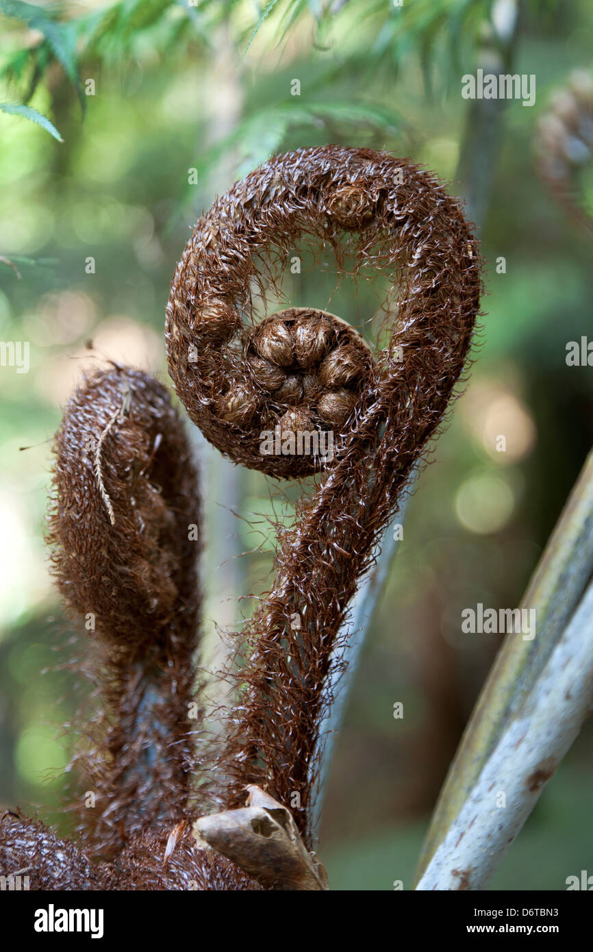 Fronda de helecho en primavera,Nueva Zelanda Foto de stock