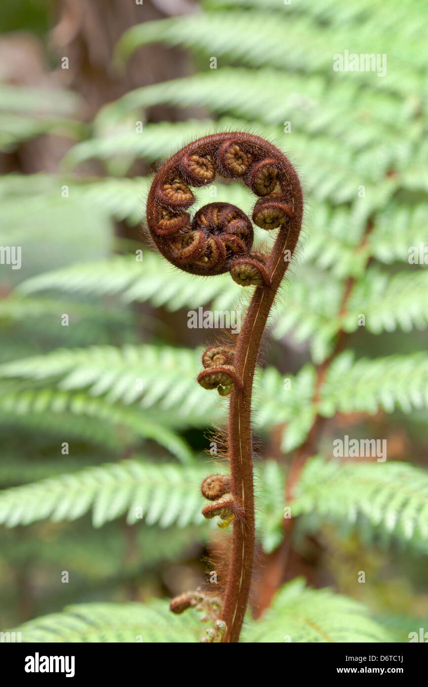 Fronda de helecho en primavera,Nueva Zelanda Foto de stock