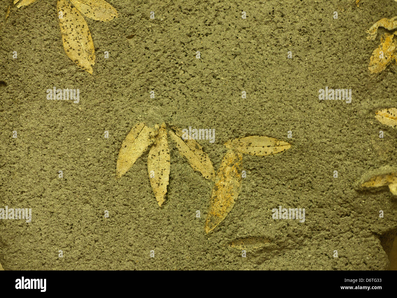 Las hojas de olivo fosilizadas de 60.000 A.C. encontrado en Santorini, Cícladas, Mar Egeo, Grecia Foto de stock