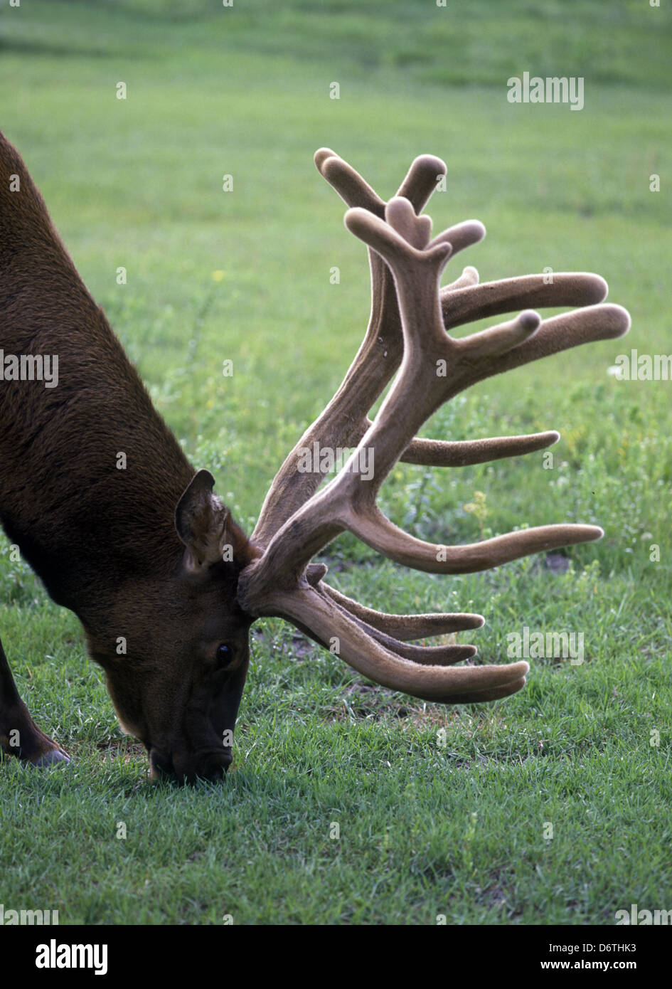 Elk macho con cuernos de terciopelo Foto de stock