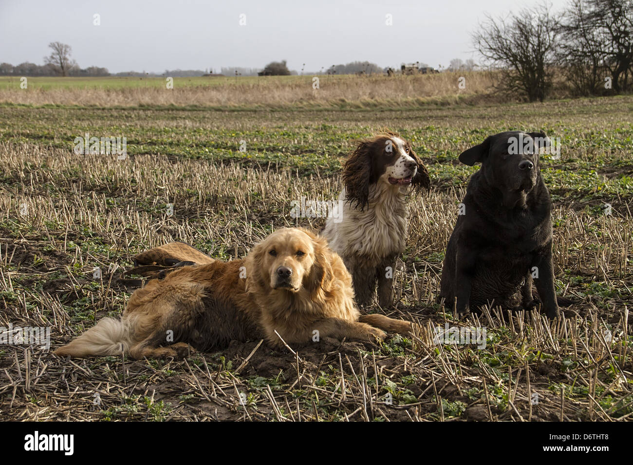 Perros de muestra de trabajo en campo de rastrojo, Golden Retriever, Springer Spaniel y labrador negro. Foto de stock