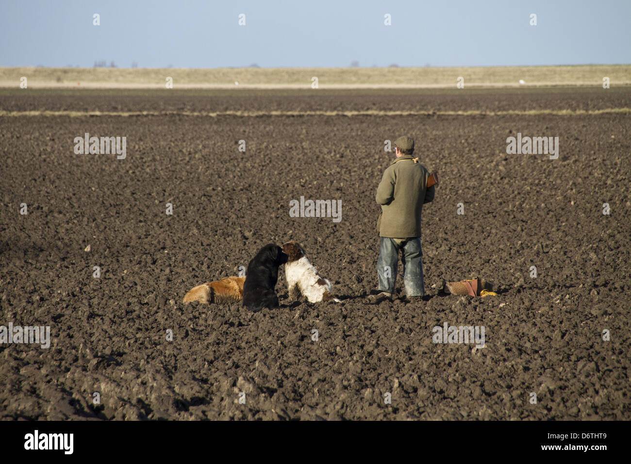 Hombre con12 escopeta y cavidad de perros de muestra de trabajo, en el faisán dispara el lavado de North Norfolk, Inglaterra, el invierno Foto de stock